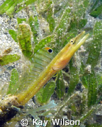 Yellow head pike blenny, St. Vincent. by Kay Wilson 